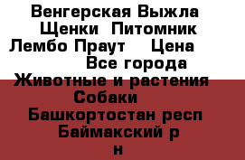 Венгерская Выжла. Щенки. Питомник Лембо Праут. › Цена ­ 35 000 - Все города Животные и растения » Собаки   . Башкортостан респ.,Баймакский р-н